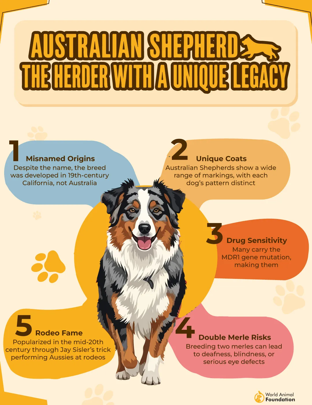 Australian Shepherd the Herder with a Unique Legacy-01