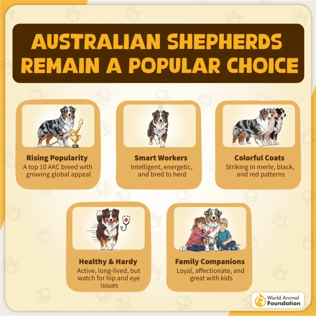 Australian-Shepherds-Remain-a-Popular-Choice-10