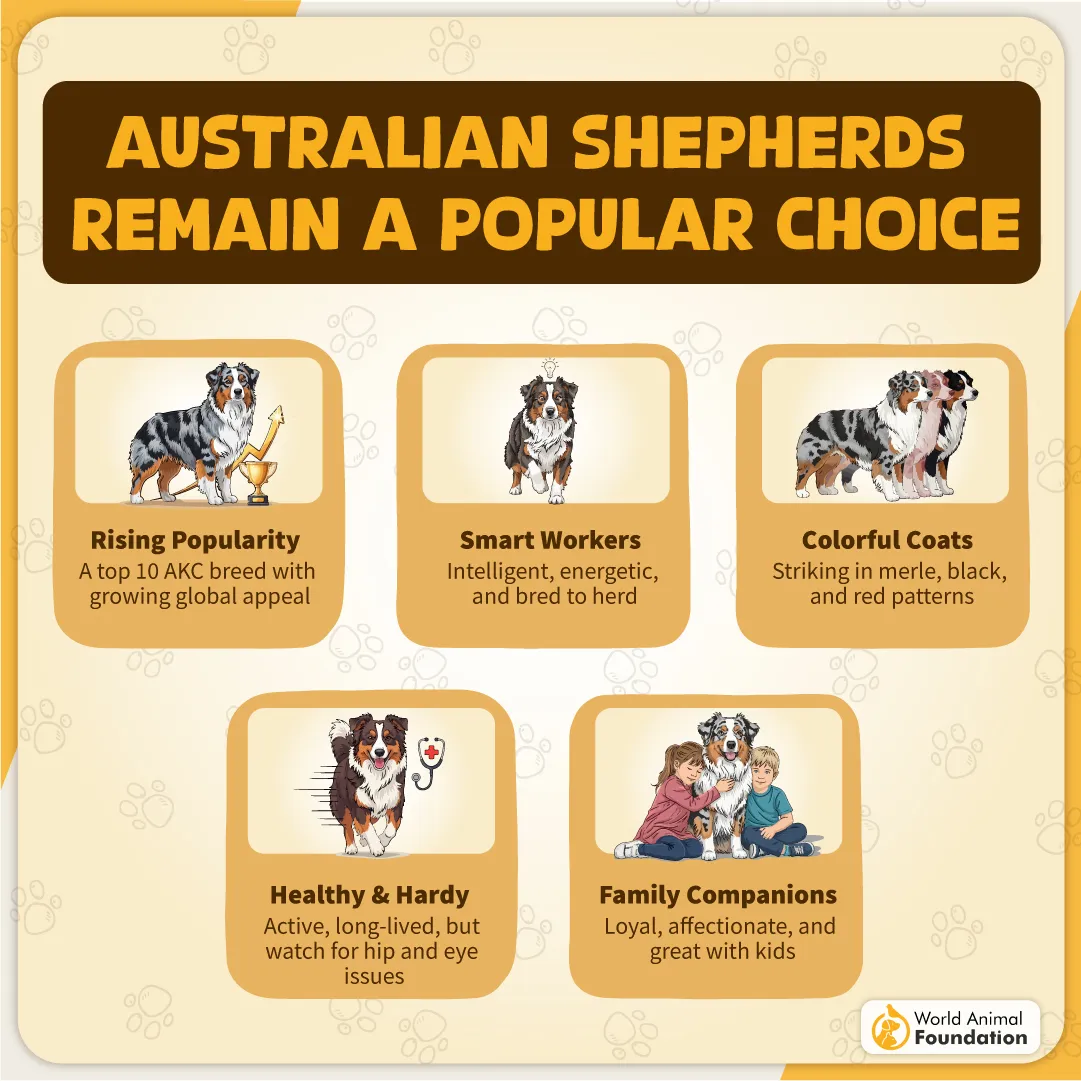 Australian Shepherds Remain a Popular Choice-10