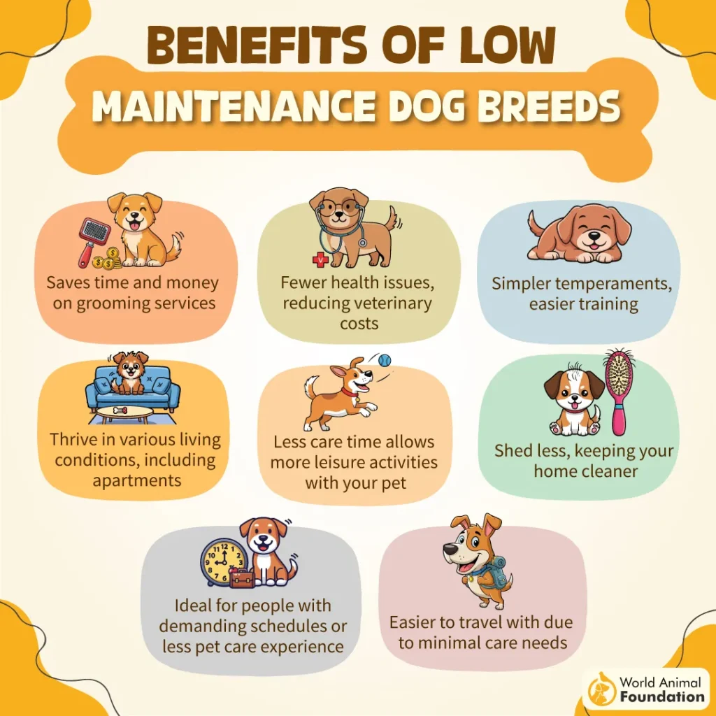 BENEFITS-OF-LOW-MAINTENANCE-DOG-BREEDS-08