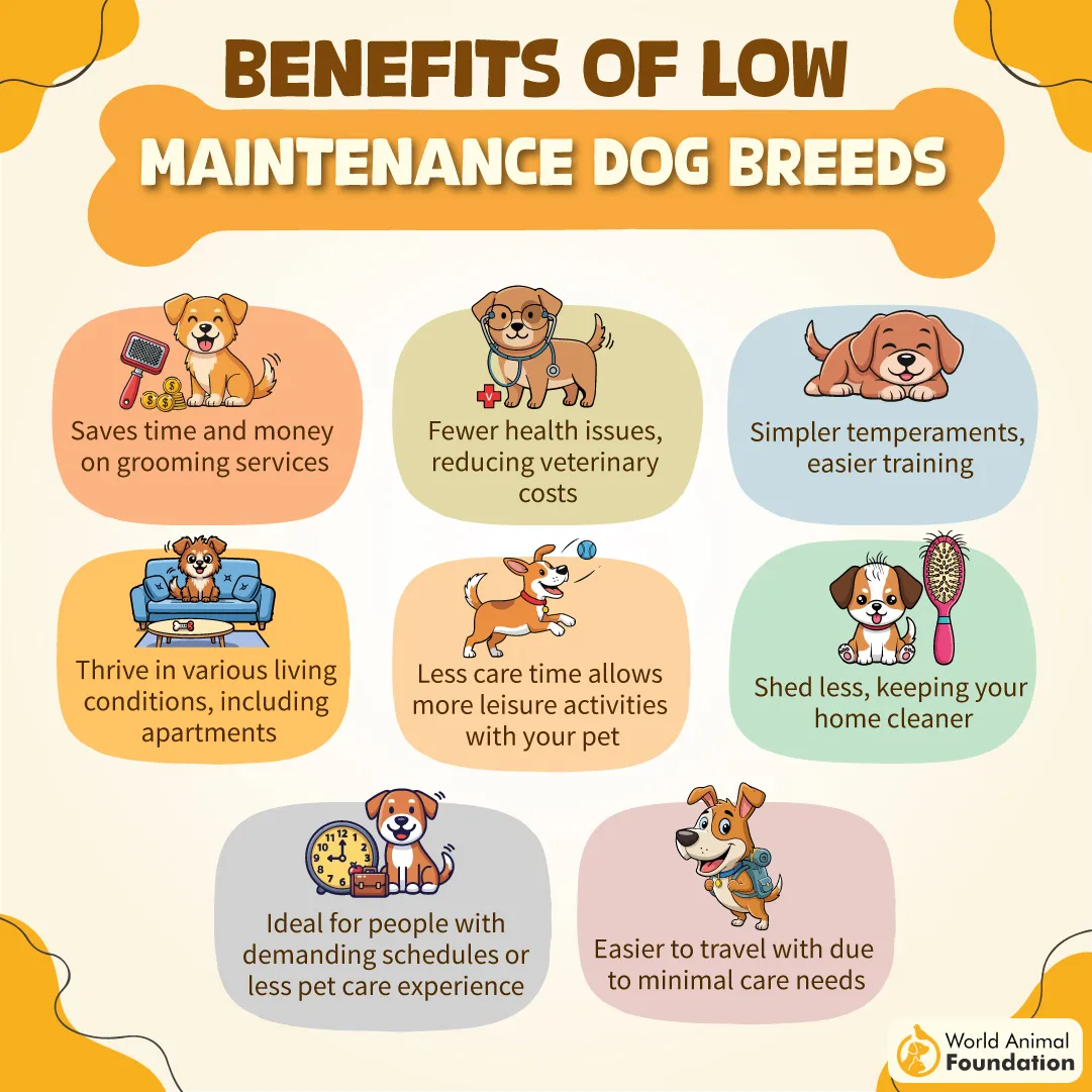 BENEFITS OF LOW MAINTENANCE DOG BREEDS-08