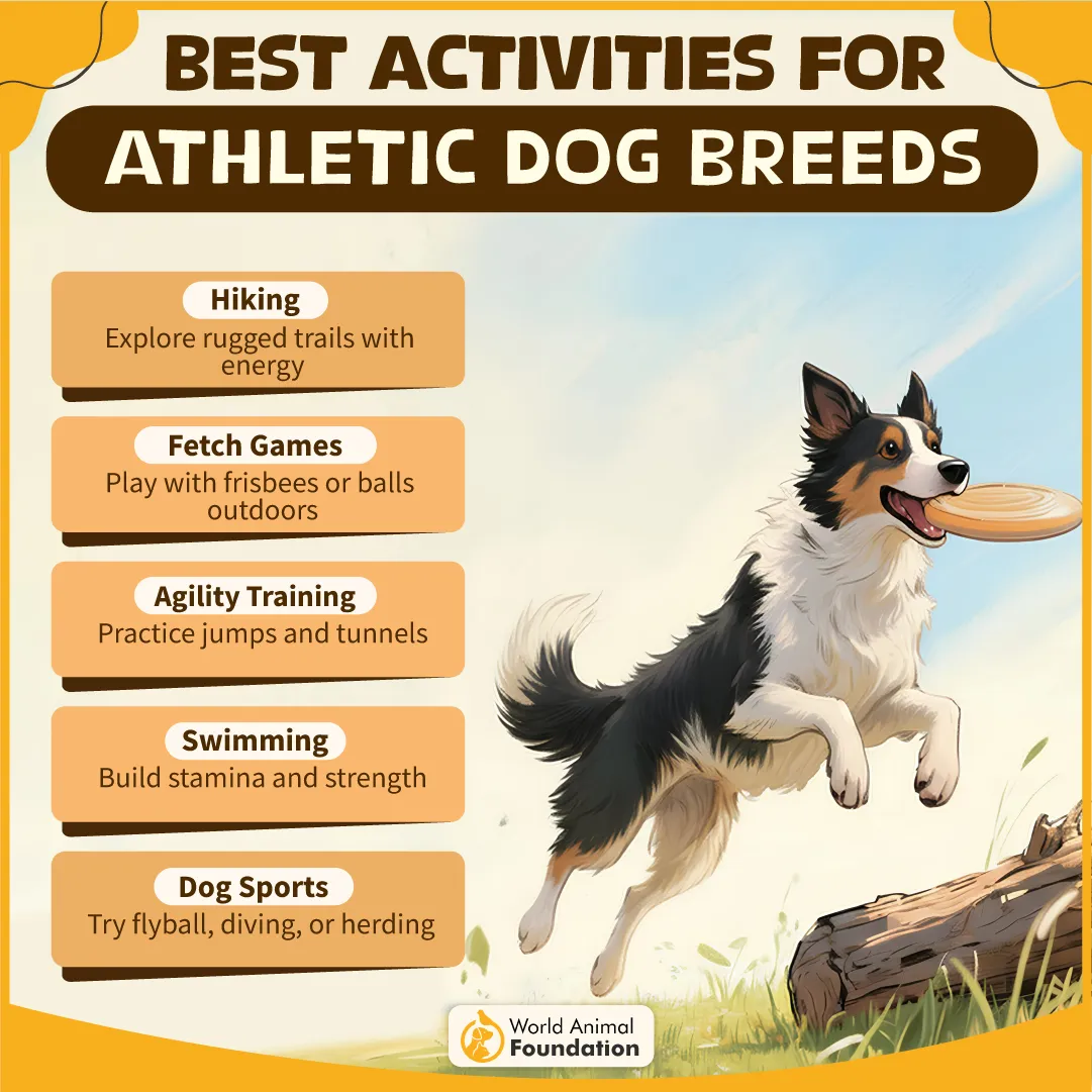 BEST ACTIVITIES FOR ATHLETIC DOG BREEDS-03