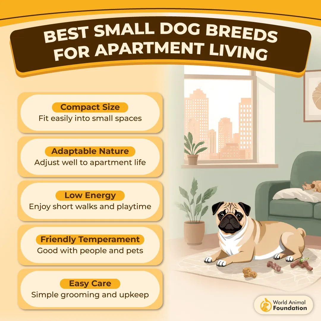 BEST SMALL DOG BREEDS FOR APARTMENT LIVING-01