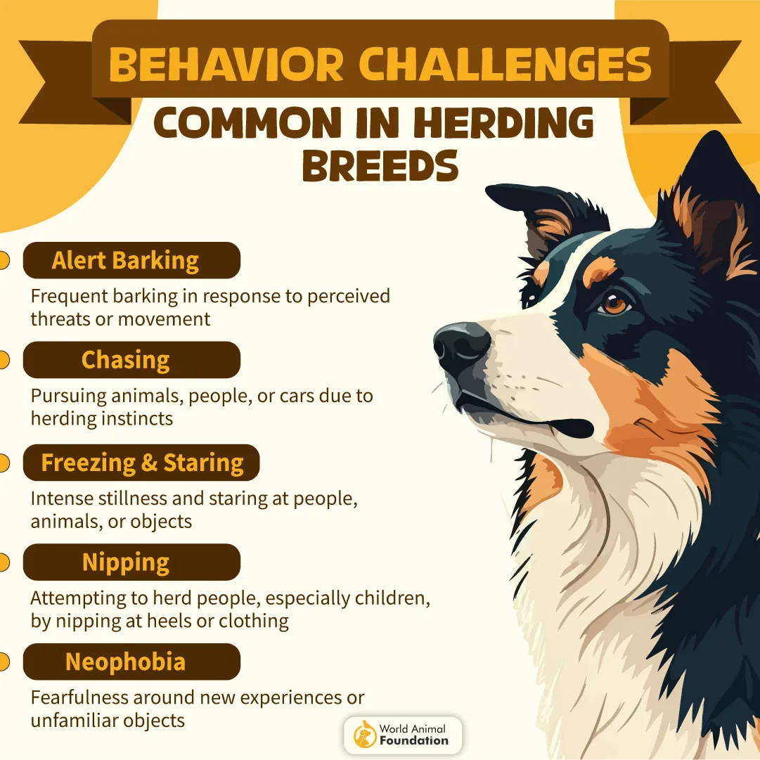 Behavior Challenges Common in Herding Breeds-06