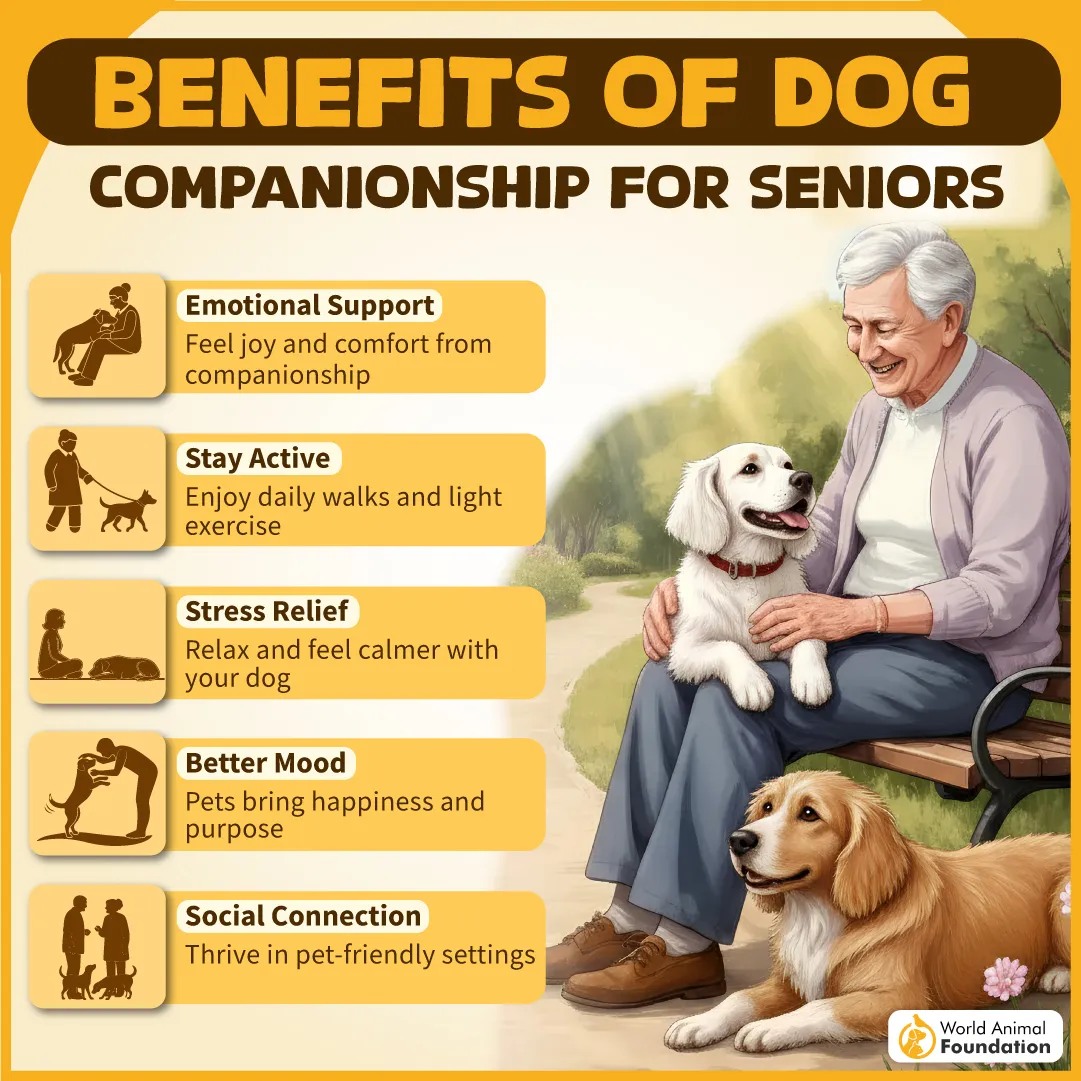 Benefits of Dog Companionship for Seniors-09
