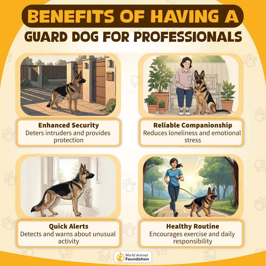 Benefits of Having a Guard Dog for Professionals-06