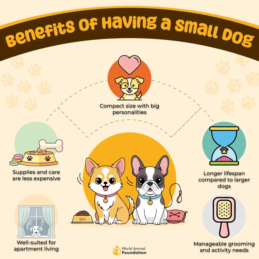Benefits of Having a Small Dog-01