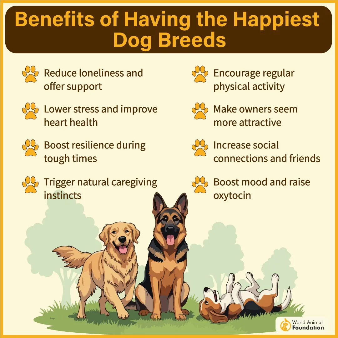Benefits of Having the Happiest Dog Breeds-02
