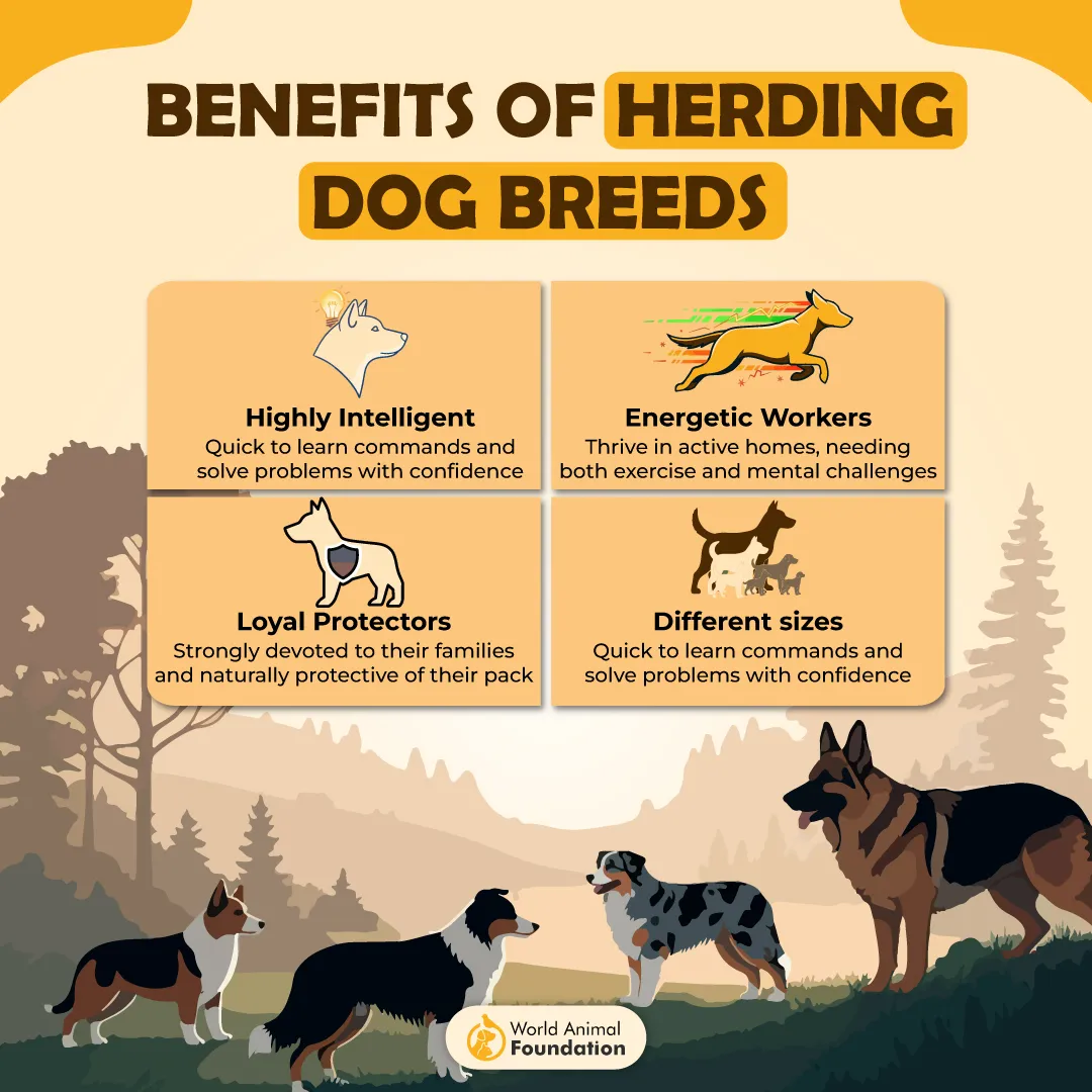 Benefits of Herding Dog Breeds-01