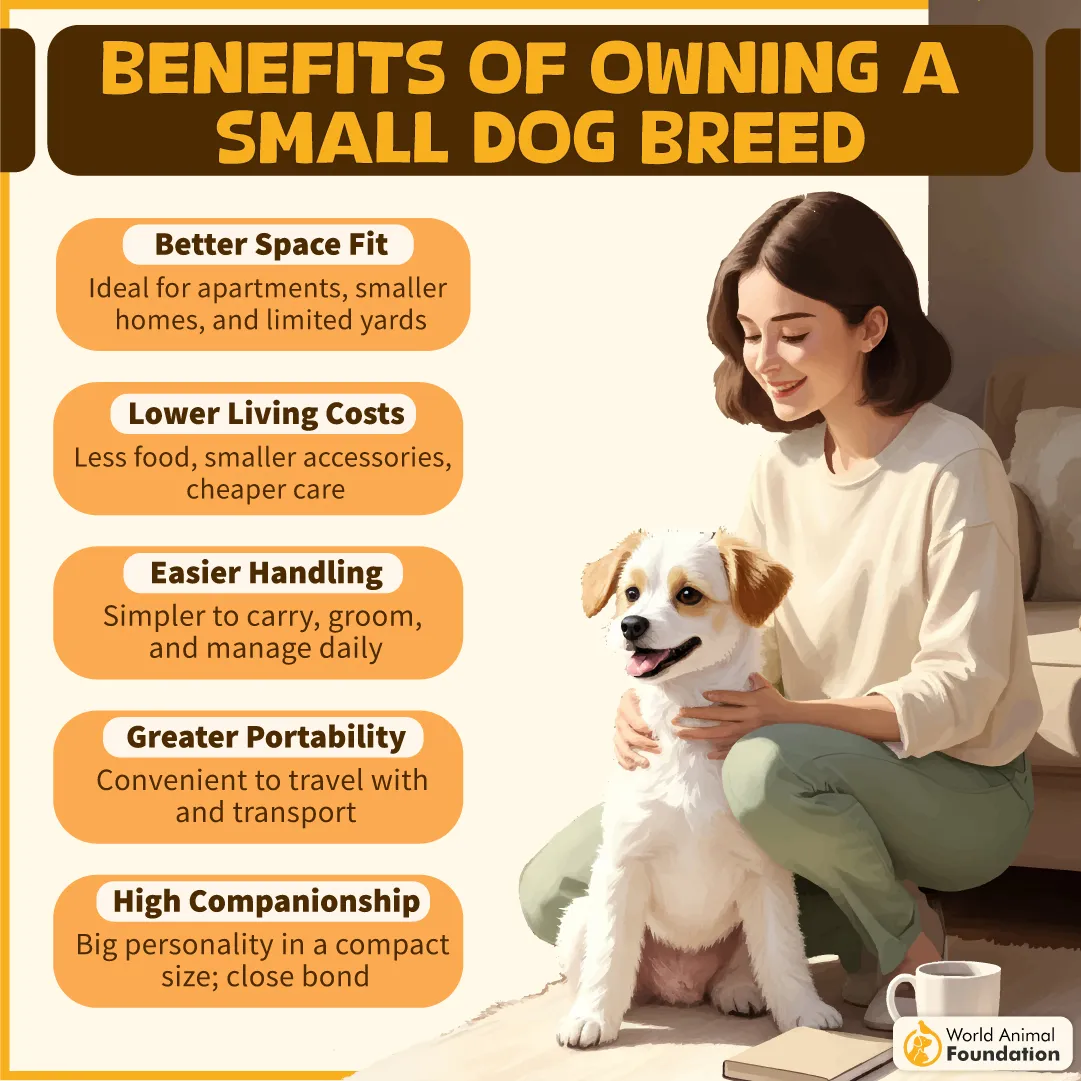 Benefits of Owning a Small Dog Breed-07
