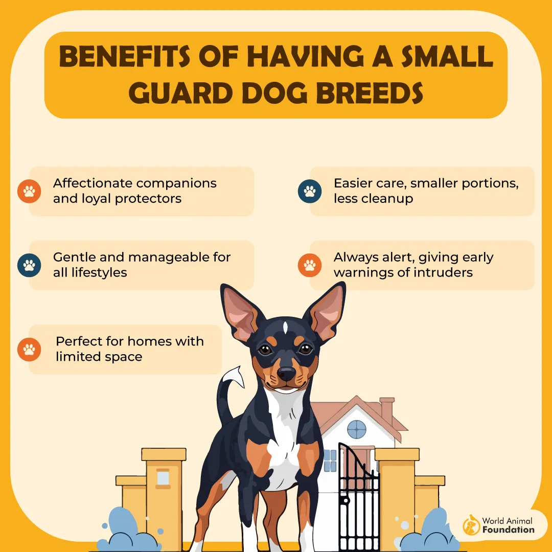 Benefits of having a Small Guard Dog Breeds-01