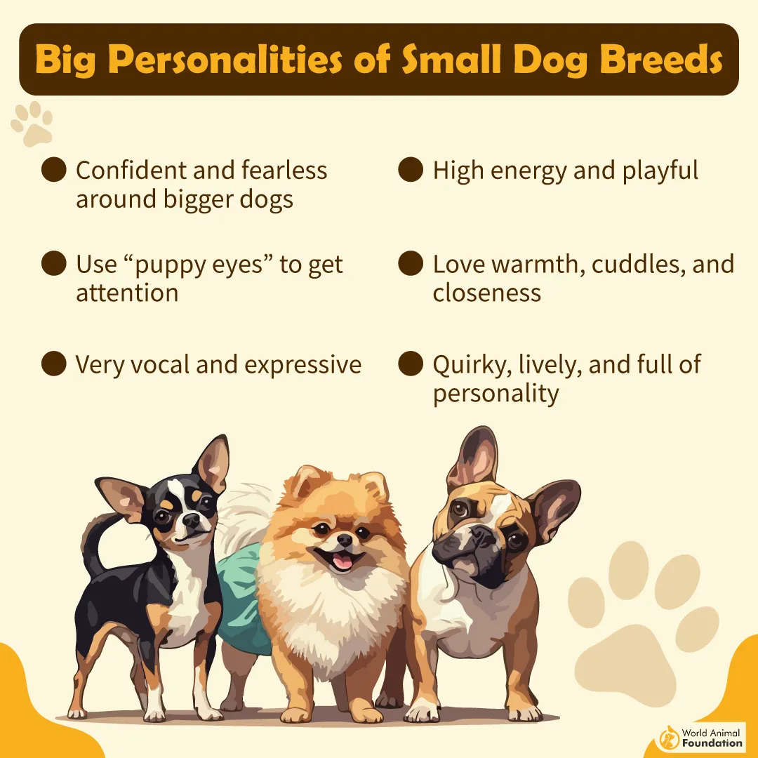 Big Personalities of Small Dog Breeds-01