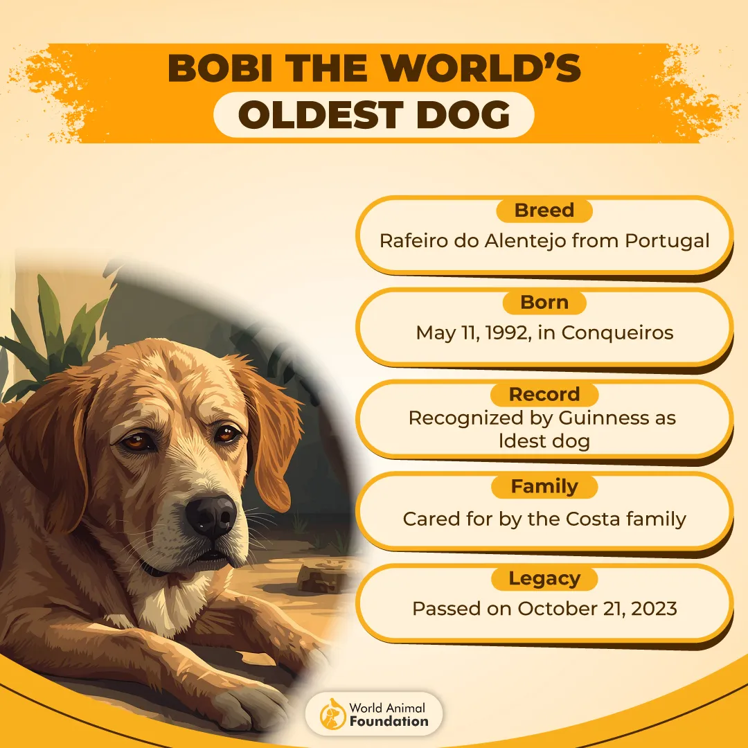 Bobi the World’s Oldest Dog-01