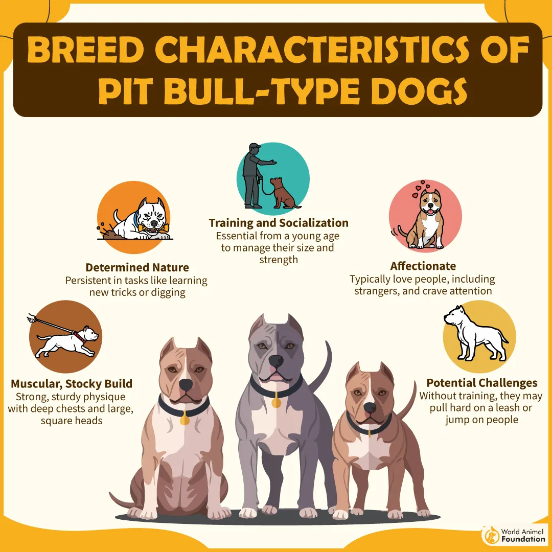 _Breed Characteristics of Pit Bull Type Dogs-01