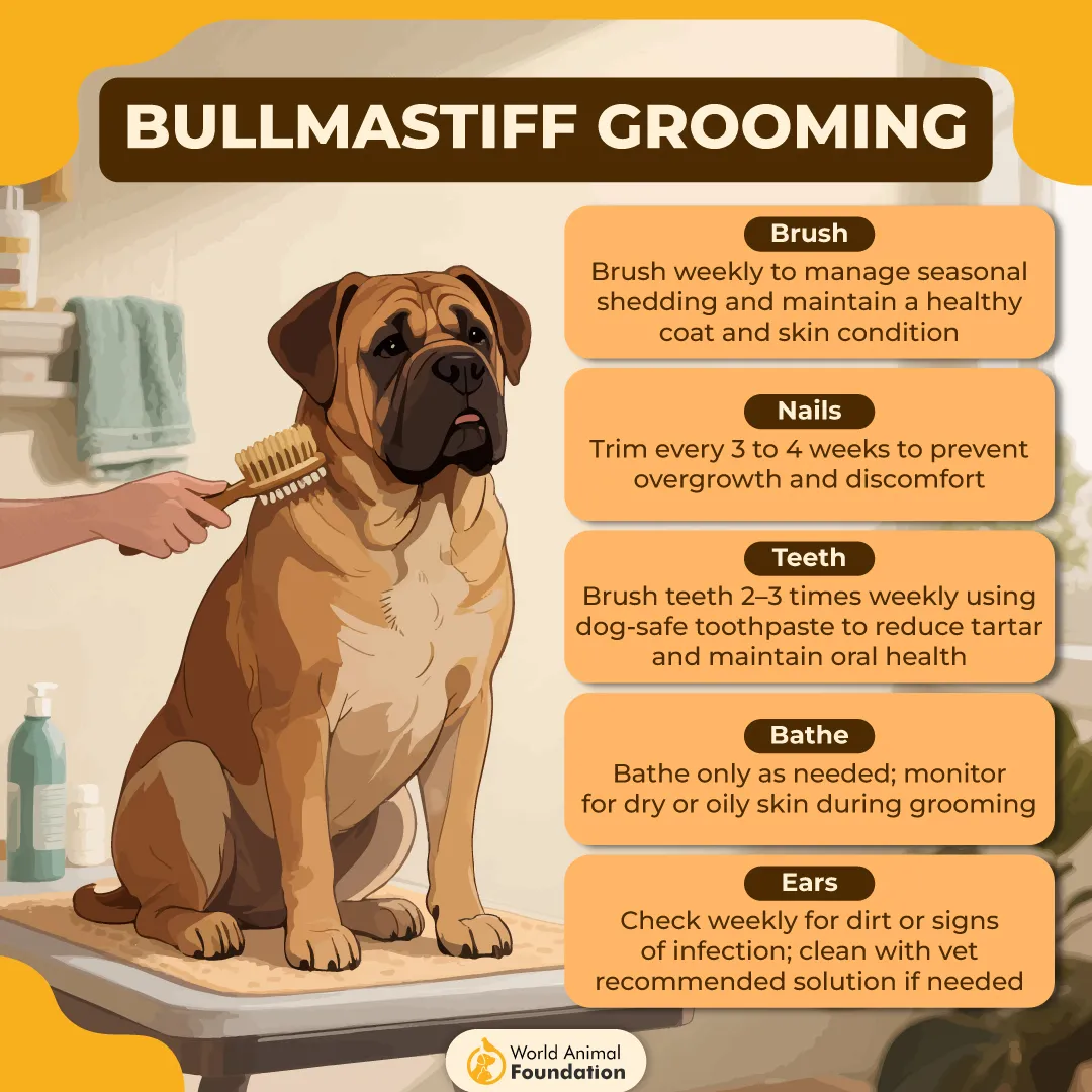 Bullmastiff Grooming-01