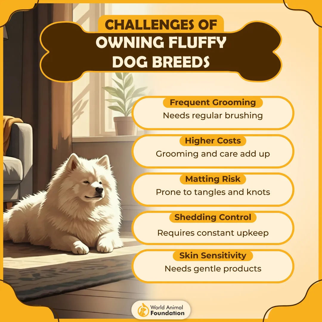 CHALLENGES OF OWNING FLUFFY DOG BREEDS-01