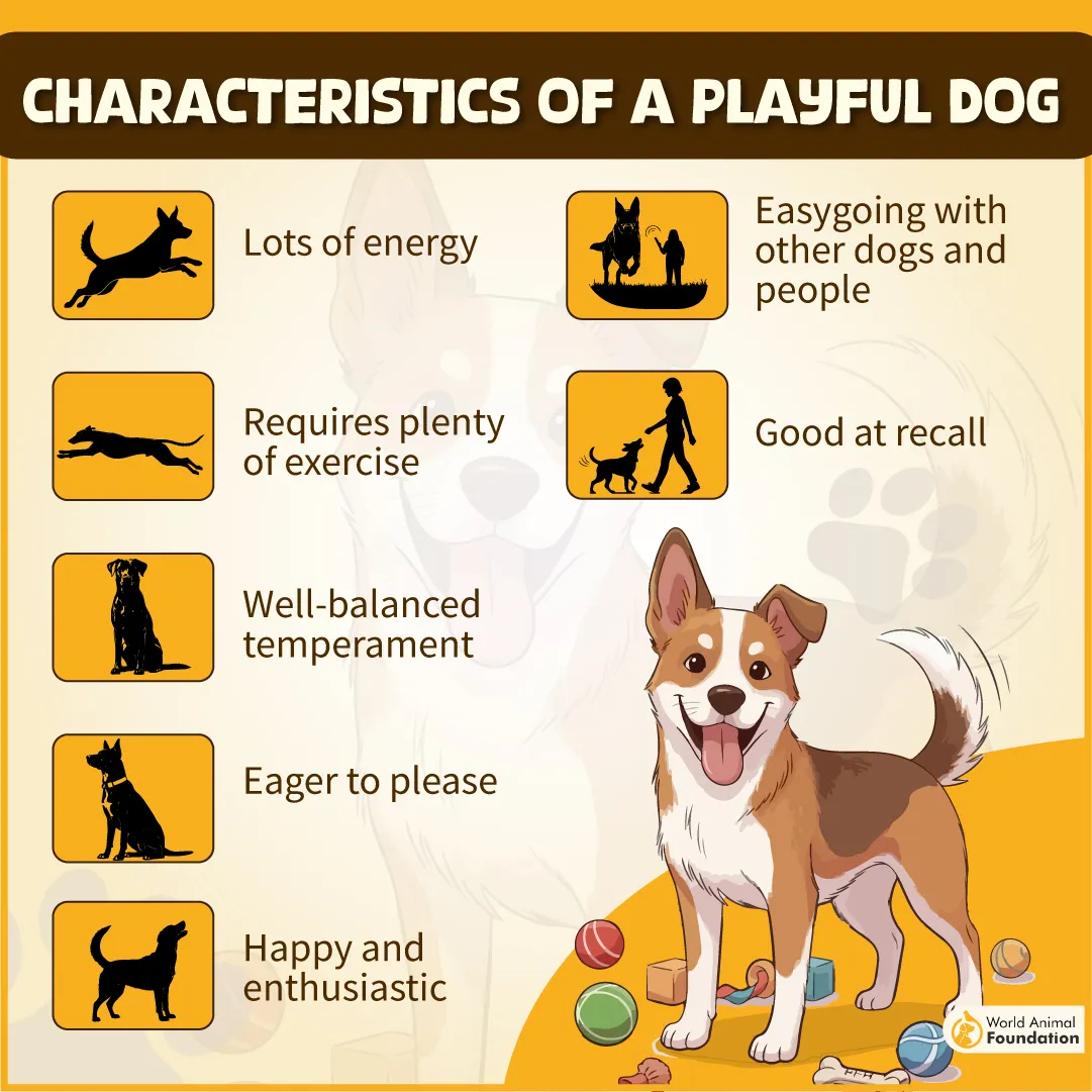 CHARACTERISTICS OF A PLAYFUL DOG-10