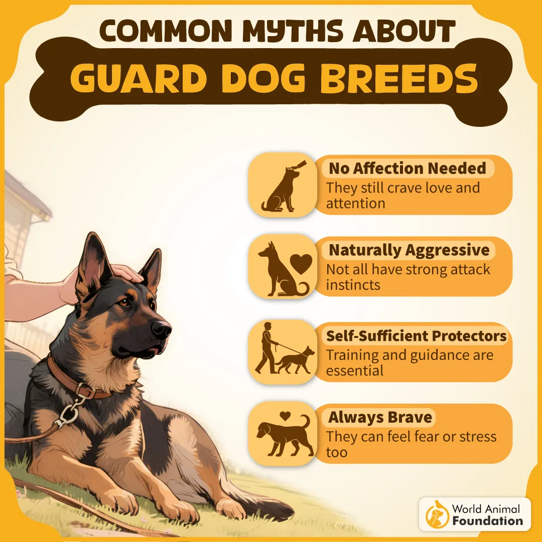 COMMON MYTHS ABOUT GUARD DOG BREEDS-05