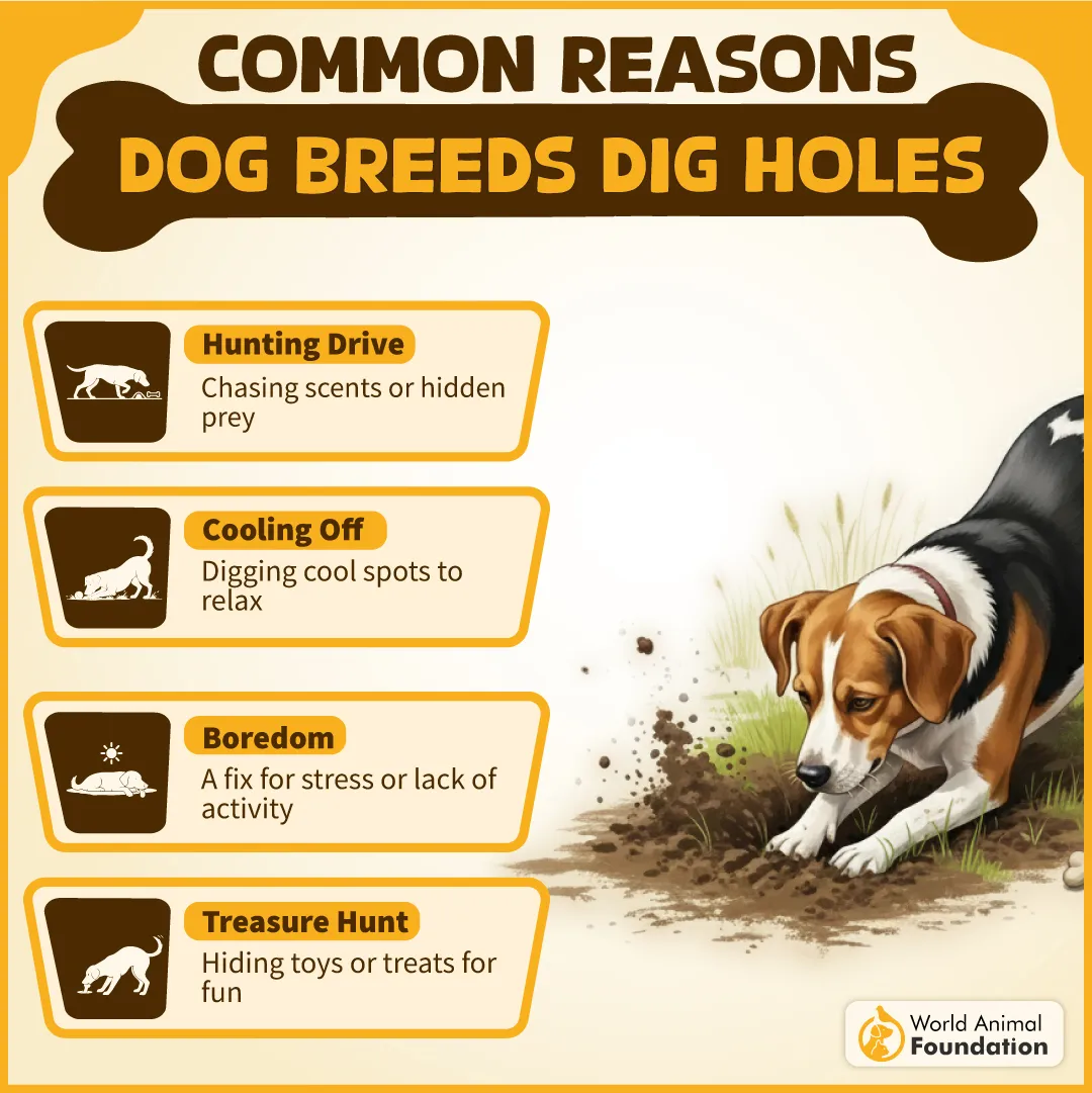 COMMON REASONS DOG BREEDS DIG HOLES-10