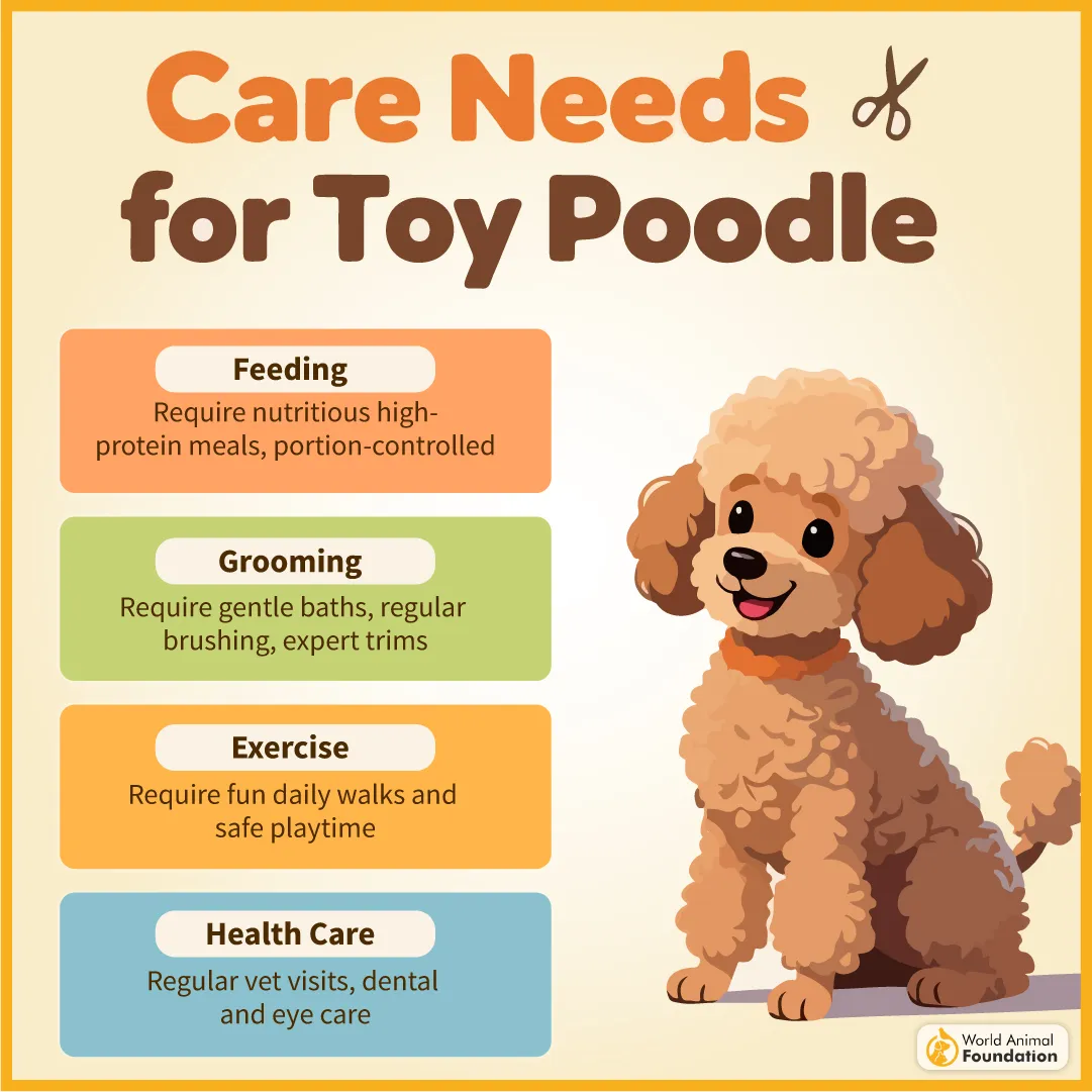 Care Needs for Toy Poodle-12