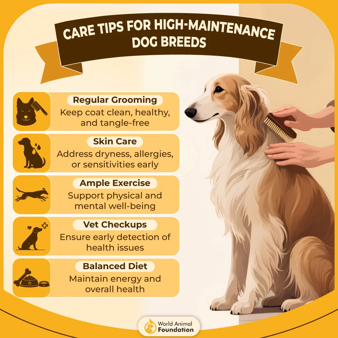 Care Tips for High-Maintenance Dog Breeds-01