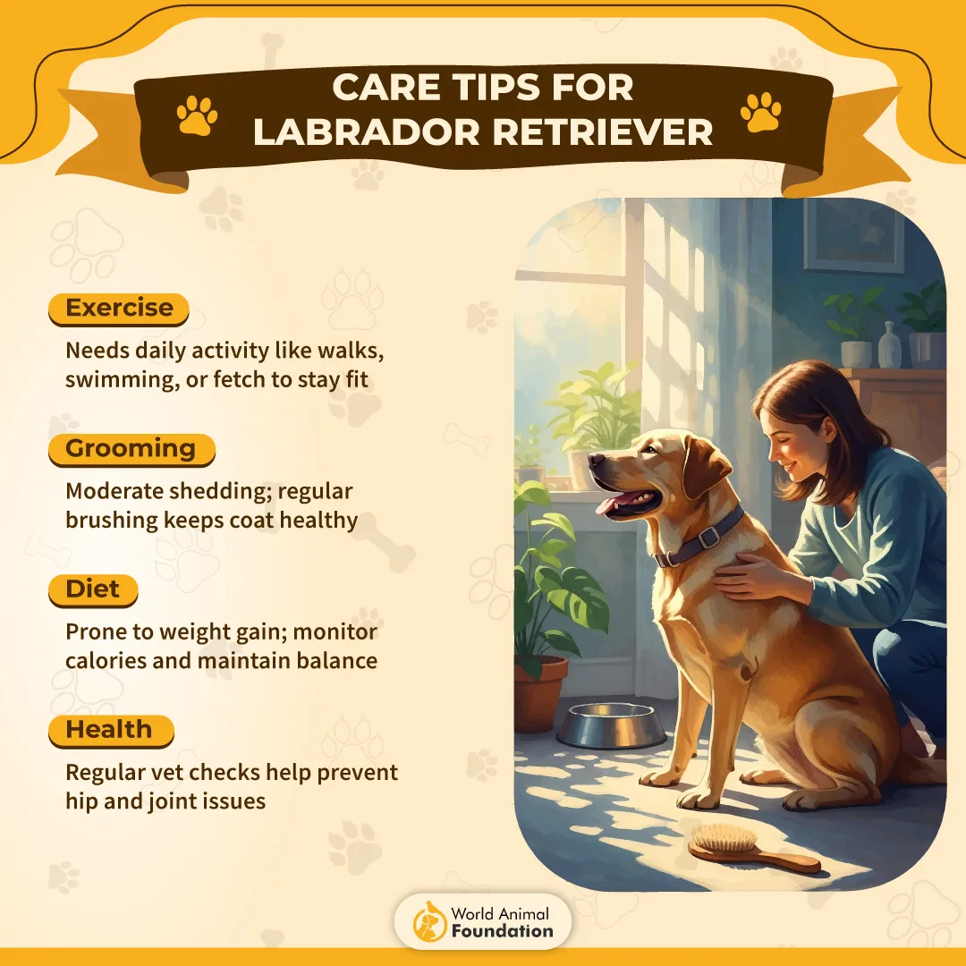 Care Tips for Labrador Retriever-01
