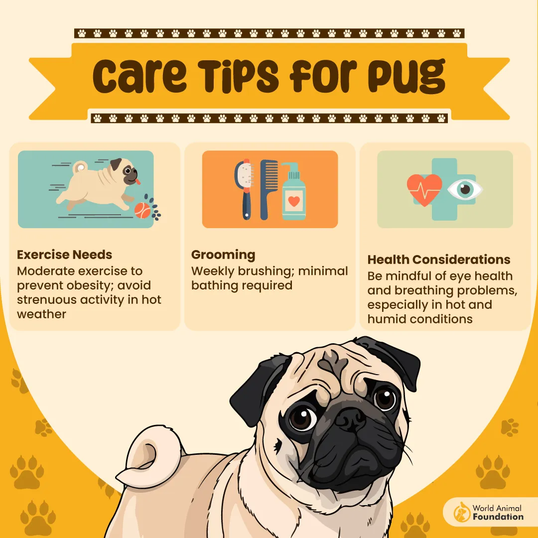Care Tips for Pug-01