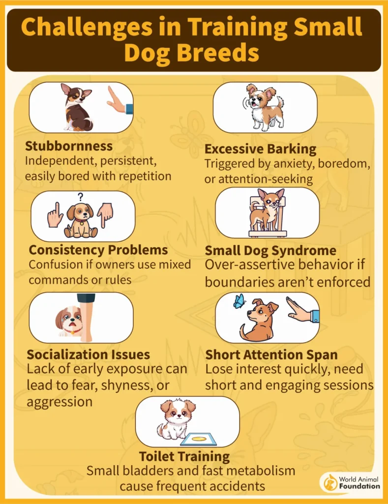 Challenges-in-Training-Small-Dogs-04-1