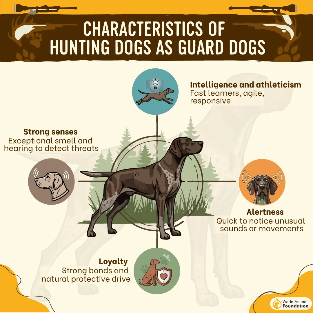 Characteristics of Hunting Dogs as Guard Dogs-01