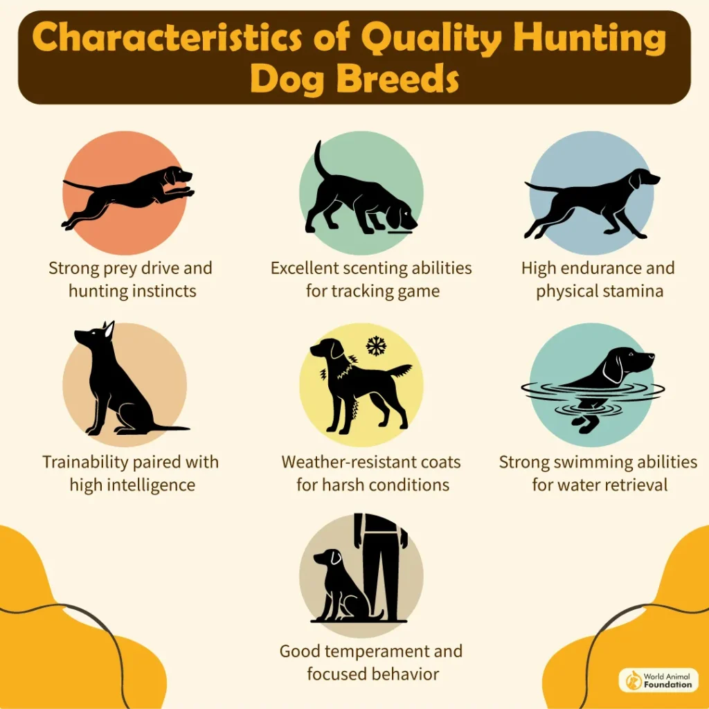 Characteristics-of-Quality-Hunting-Dog-Breeds-03