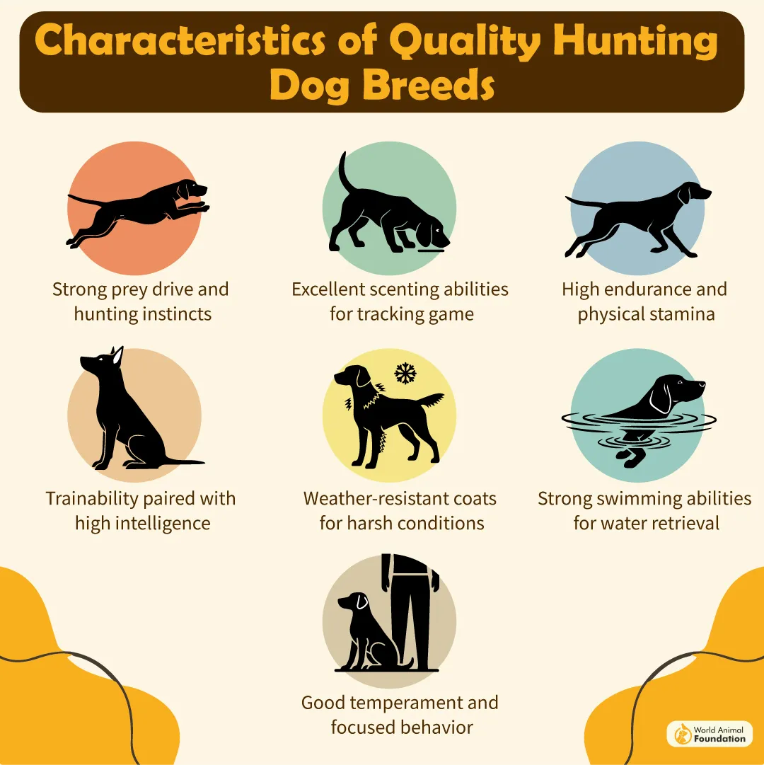 Characteristics of Quality Hunting Dog Breeds-03