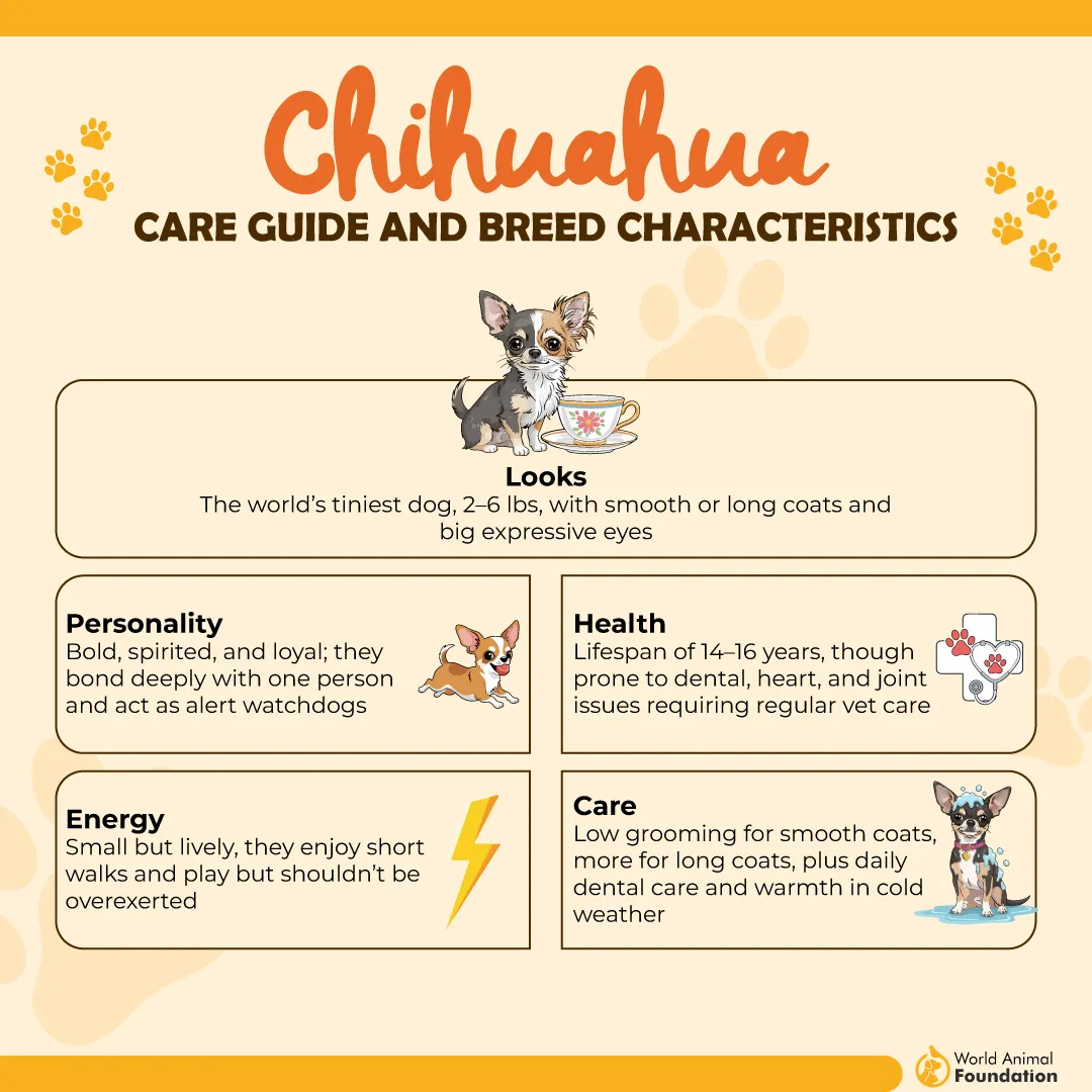 Chihuahua Care Guide and Breed Characteristics-01