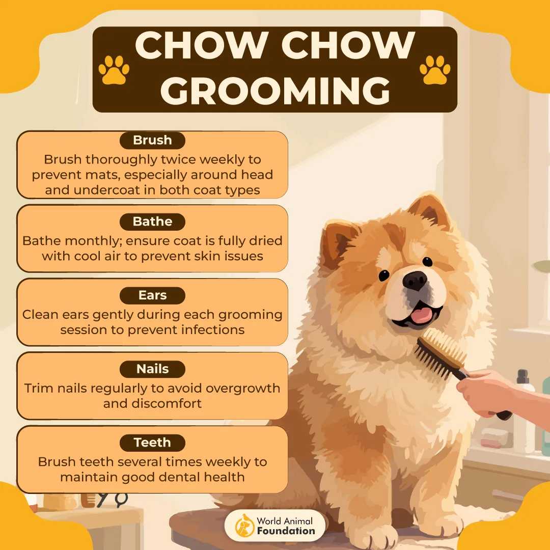 Chow Chow Grooming-01