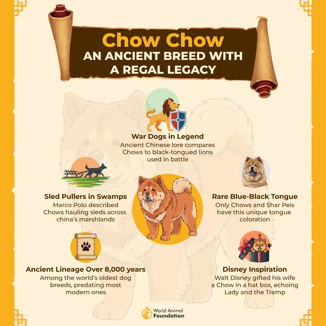 Chow Chow an Ancient Breed with a Regal Legacy-01