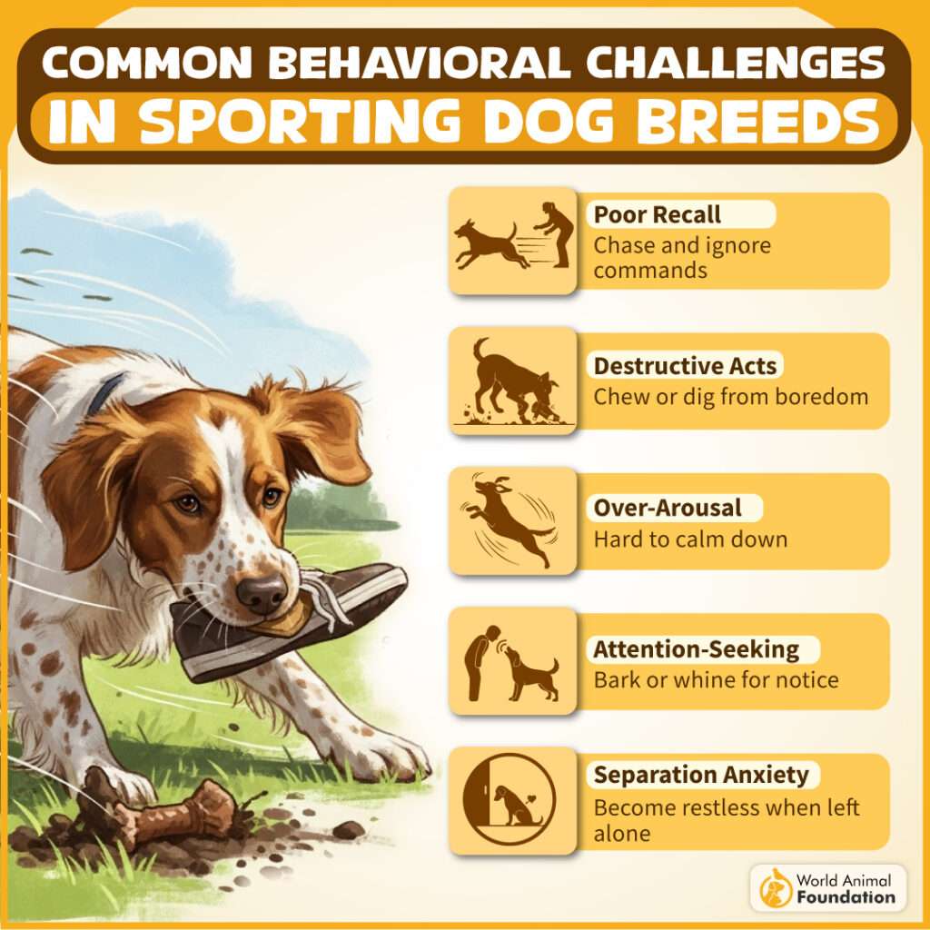 Common Behavioral Challenges in Sporting Dog Breeds-02