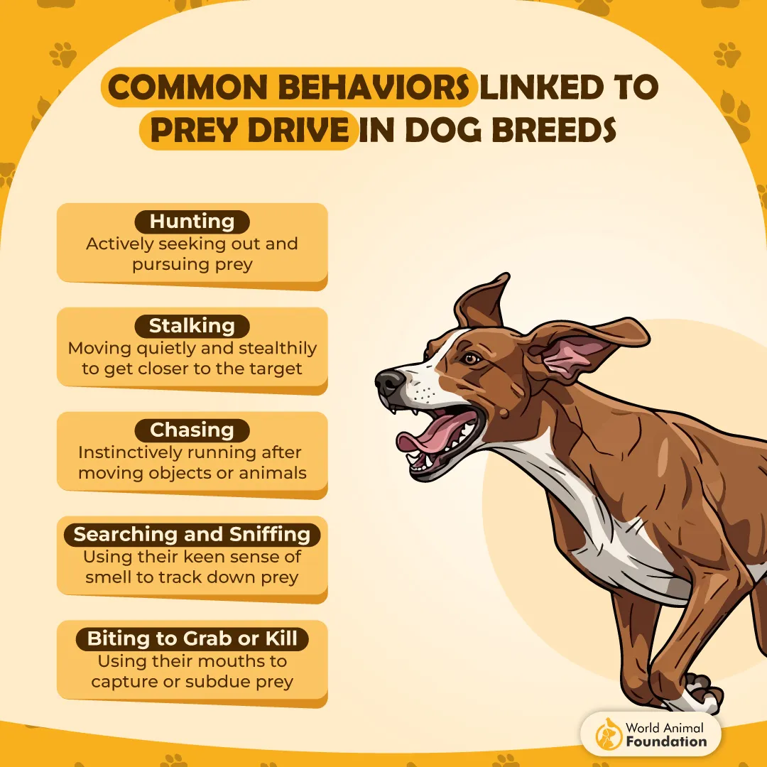 Common Behaviors Linked to Prey Drive in Dog Breeds-01