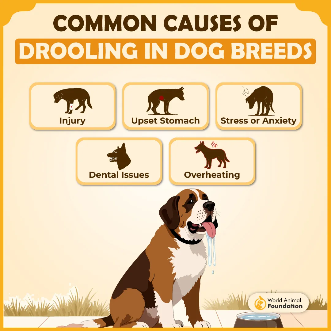 Common Causes of Drooling in Dog Breeds-01