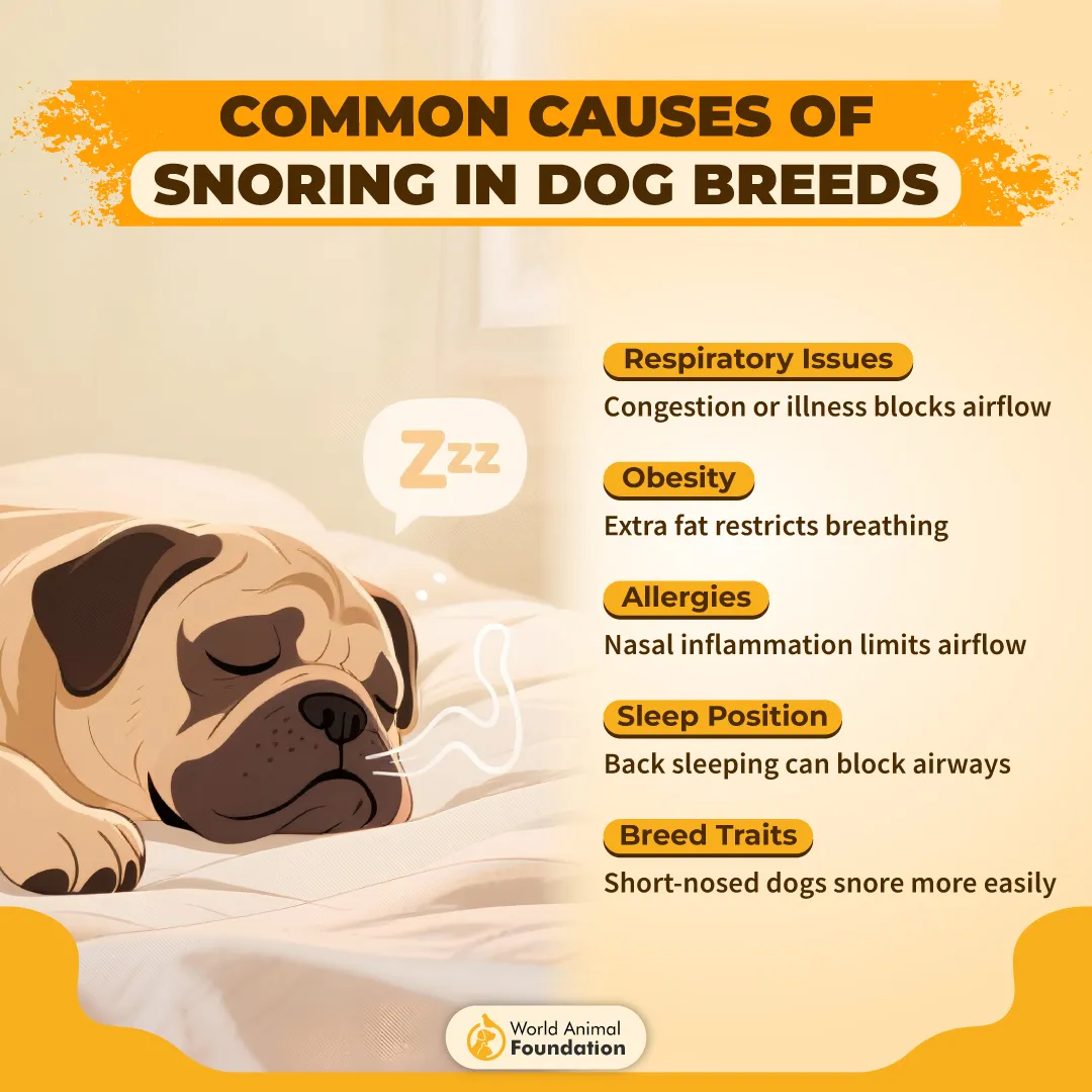 Common Causes of Snoring in Dog Breeds-01