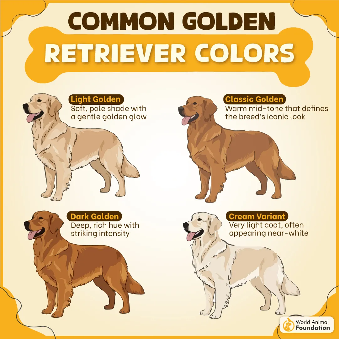 Common Golden Retriever Colors-04