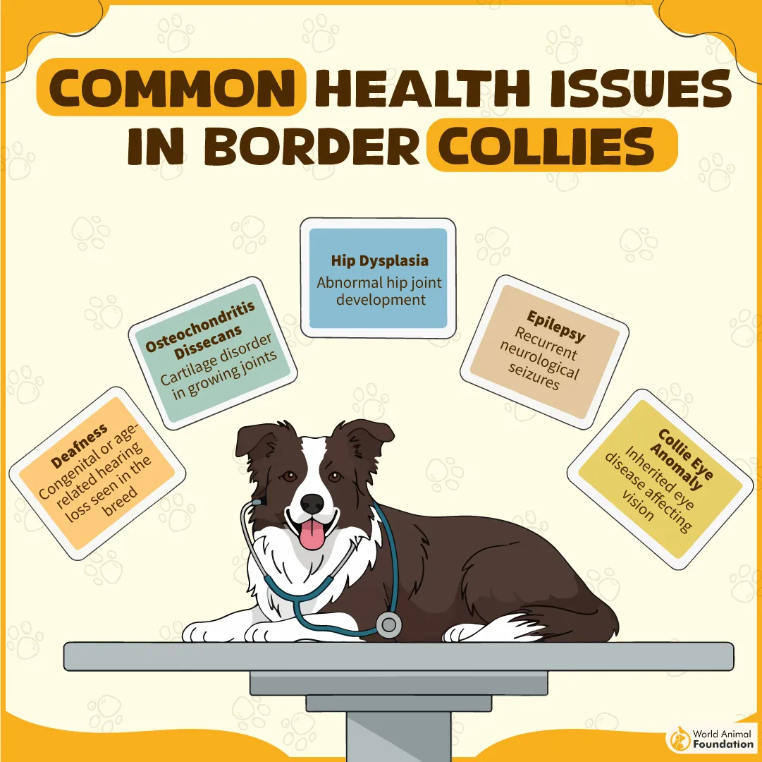 Common Health Issues in Border Collies-02