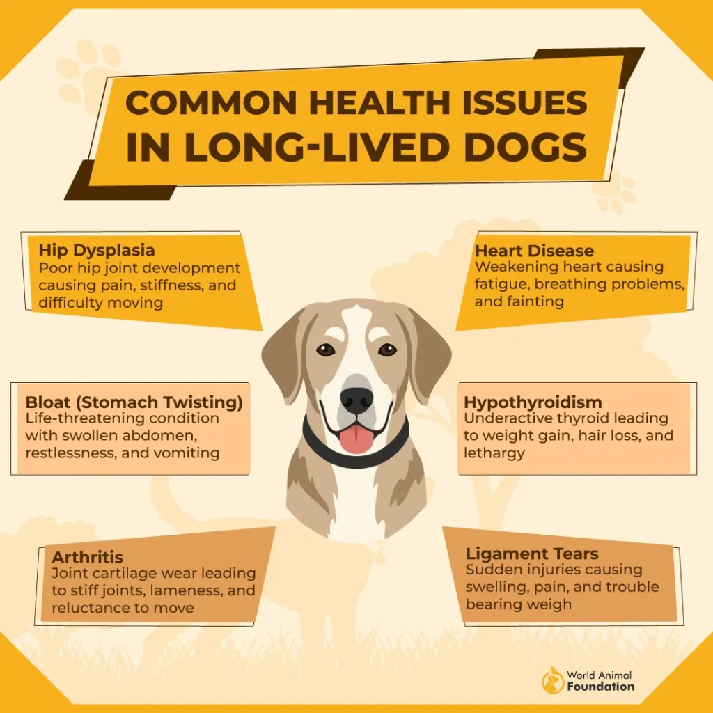 Common-Health-Issues-in-Long-Lived-Dogs-01