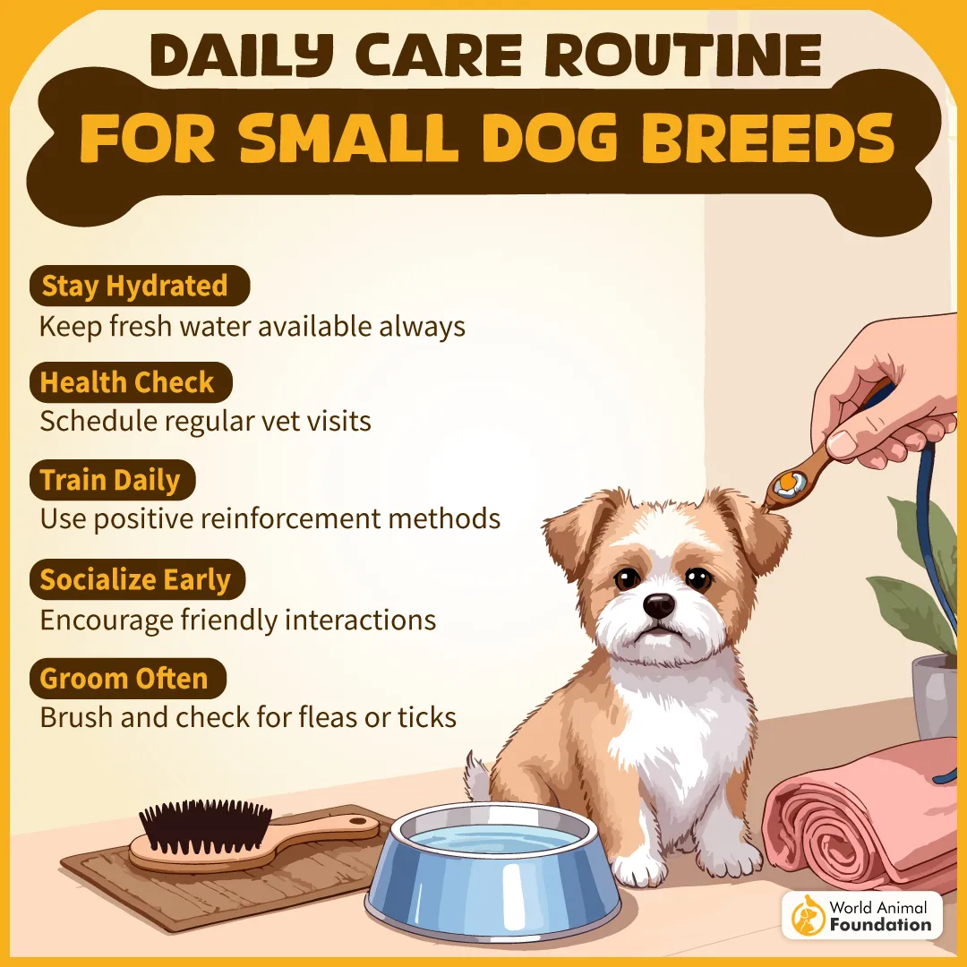 Daily Care Routine for Small Dog Breeds-01