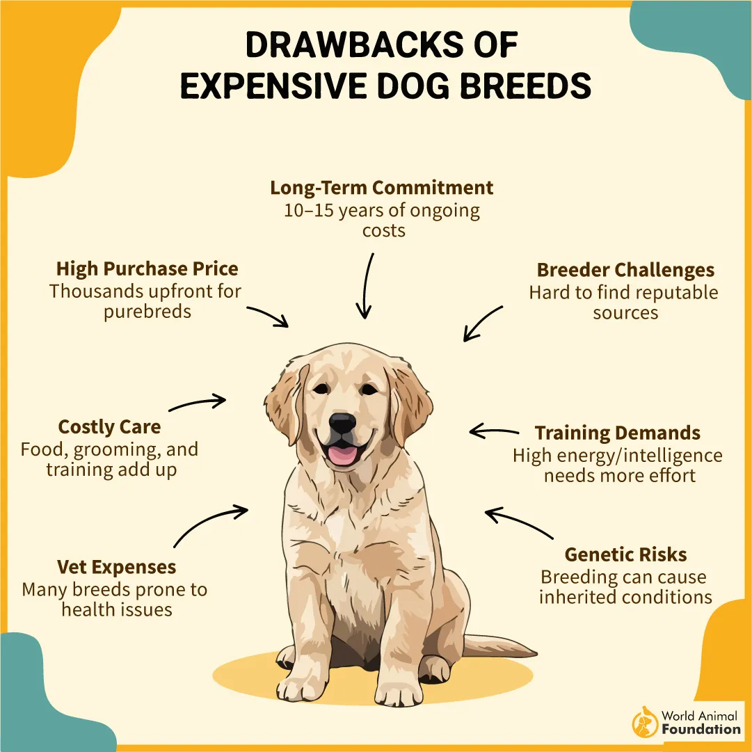 Drawbacks of Expensive Dog Breeds-04