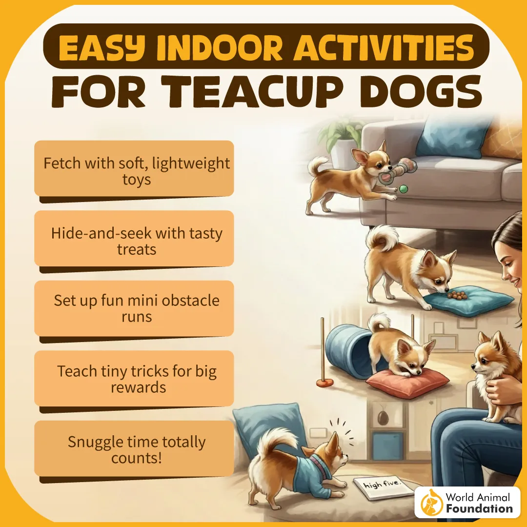 Easy Indoor Activities for Teacup Dogs-01