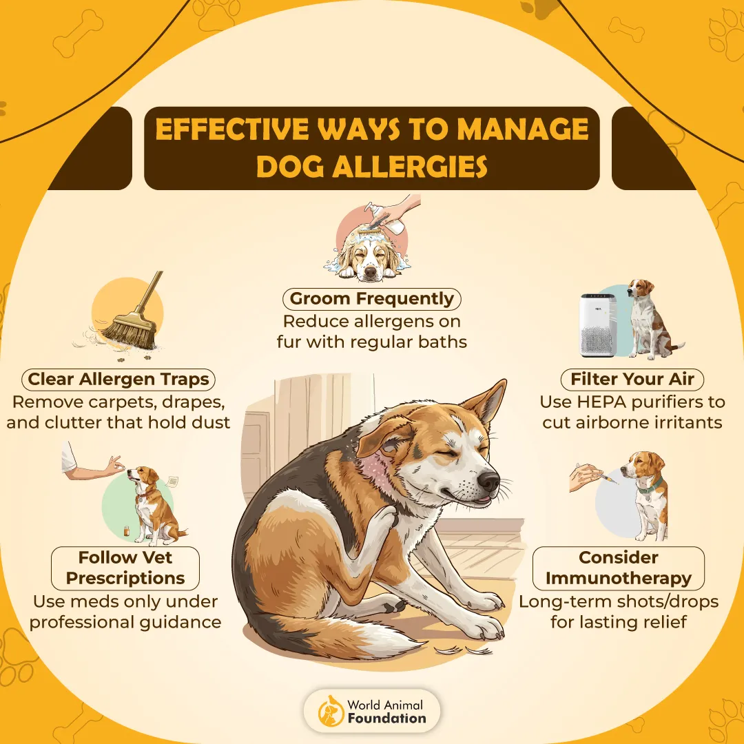 Effective Ways to Manage Dog Allergies-01