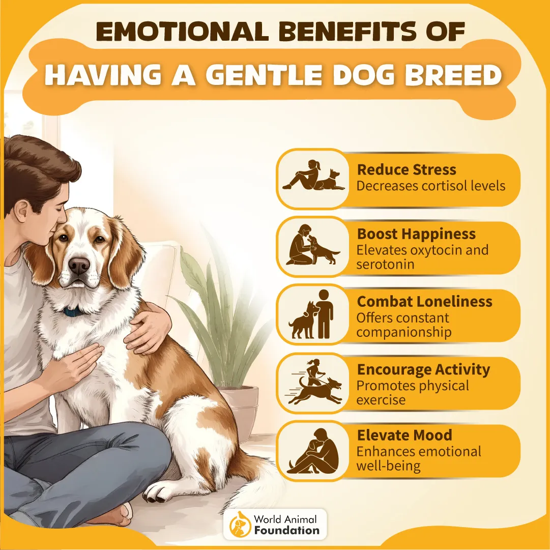 Emotional Benefits of Having a Gentle Dog Breed-03