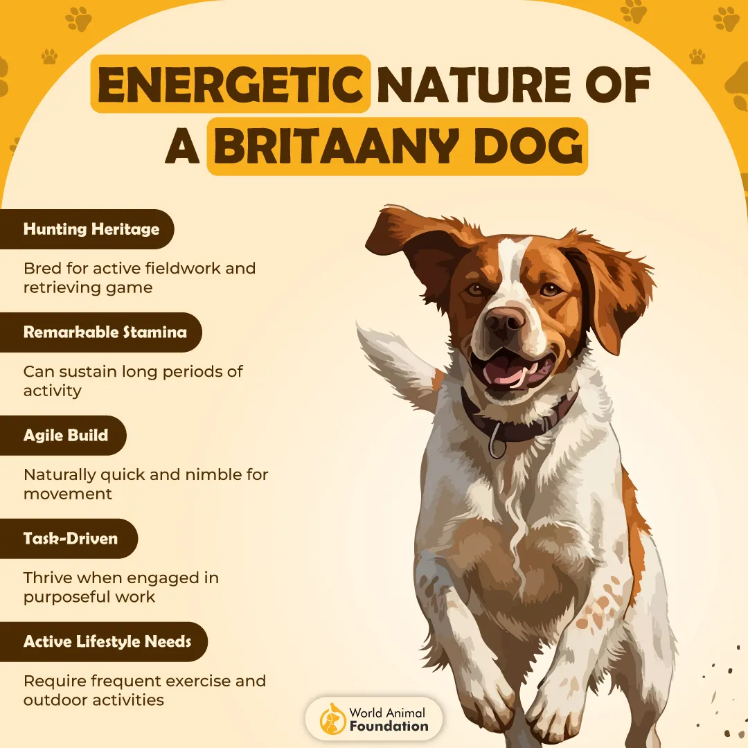 Energetic Nature of a Britaany Dog-01
