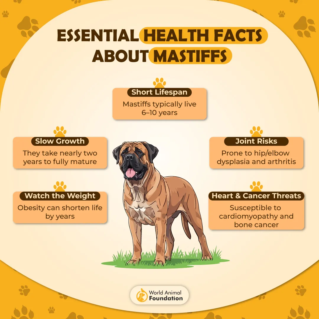 Essential Health Facts About Mastiffs-01