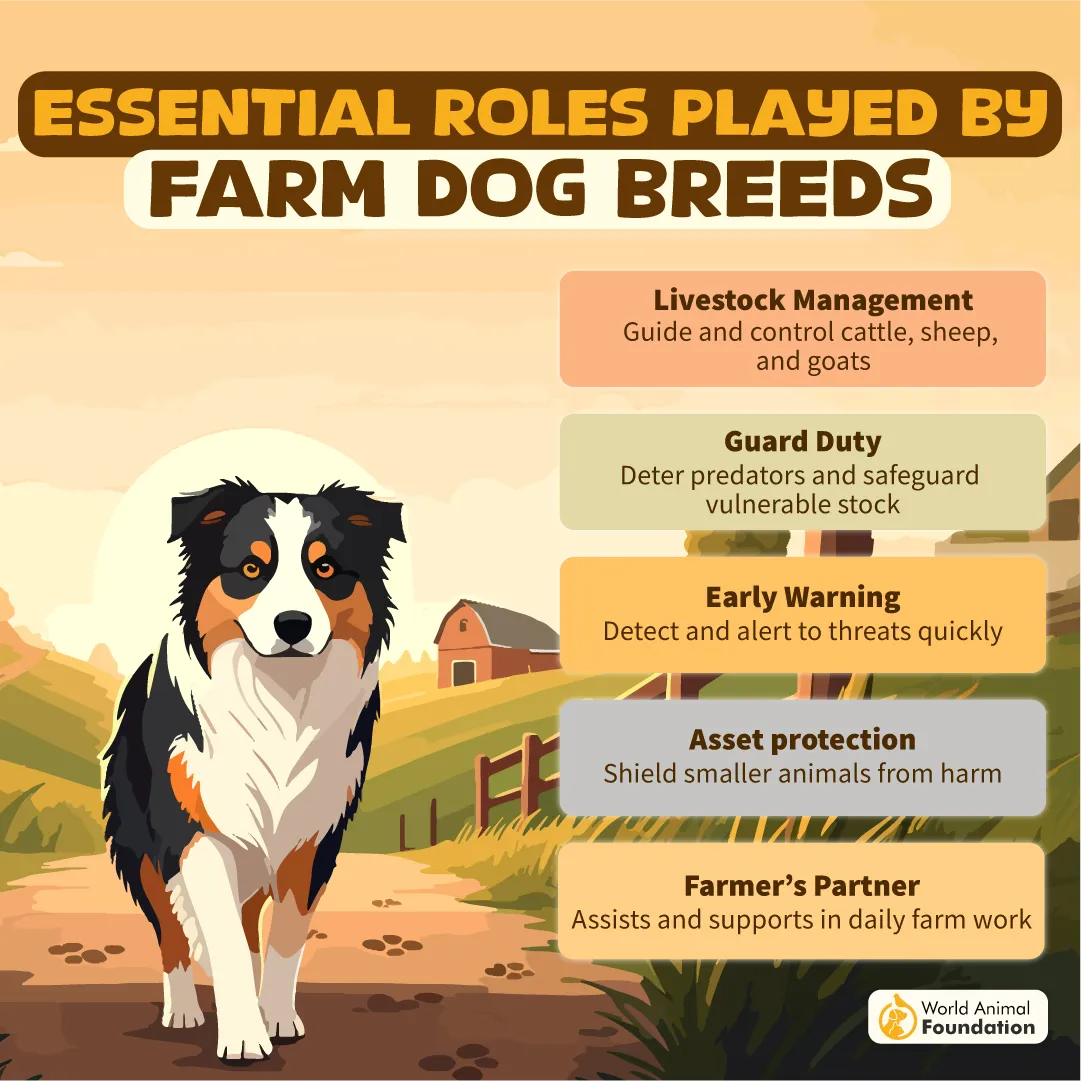 Essential Roles Played by Farm Dog Breeds-09