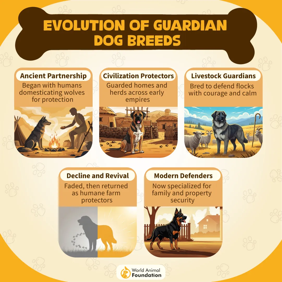 Evolution of Guardian Dog Breeds-02